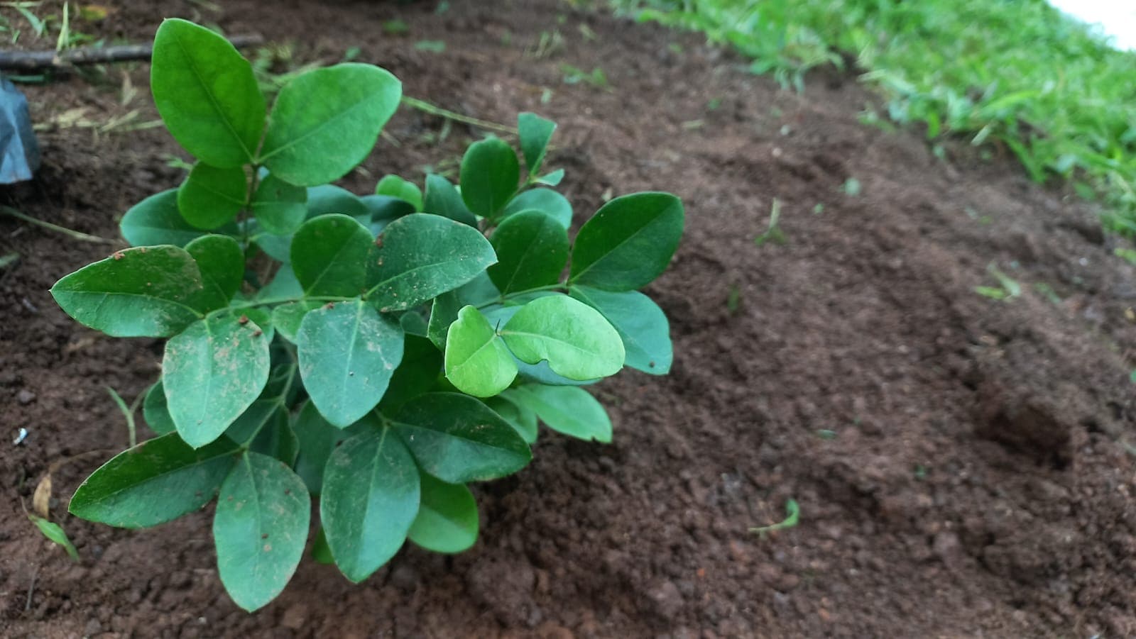 Certified Volunteers